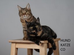 Hund, Katze &amp; Co